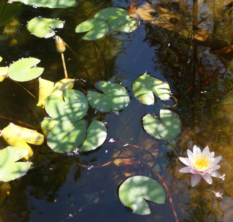 跡見群芳譜(外来植物譜 ニオイスイレン)